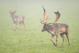 European fallow deer (dama dama) buck on a meadow on a foggy day in autumn, Bavaria, Germany
