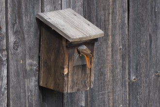 A male common redstart (Phoenicurus phoenicurus) sitting in the entrance of a birdhouse, animal