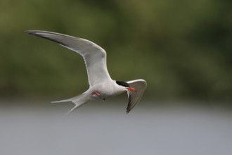 Elegant... Tern (Sterna hirundo) in fast flight over an inland water surrounded by forest,