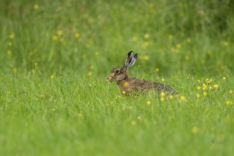 European hare (Lepus europaeus), Vulkaneifel, Rhineland-Palatinate, Germany