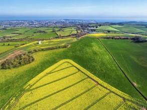 Rapeseed Fields and Farms over Torquay from a drone, Devon, England, United Kingdom