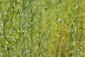 Common flax, linseed (Linum usitatissimum, Linum crepitans), cultivated as a food and fiber crop,