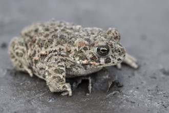 Natterjack toad (Epidalea calamita), Emsland, Lower Saxony, Germany
