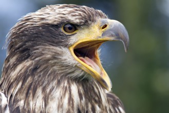 Black chested buzzard, Geranoaetus melanoleucus, Immature female perched on a tree, Open beak,