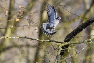 Stock Dove (Columba oenas) Pairs Germany
