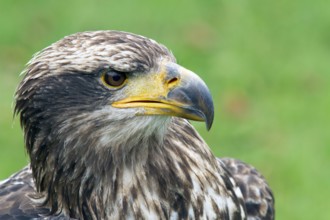 Black chested buzzard, Geranoaetus melanoleucus, Immature female perched on a tree, Close-up,