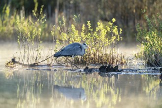 Grey heron (Ardea cinerea), Vulkaneifel, Rhineland-Palatinate, Germany