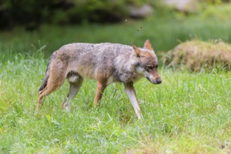 A gray wolf (Canis lupus lupus) crosses a a green meadow in a clearing on a cloudy day