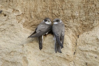 Couple... Sand martin (Riparia riparia), smallest native swallow, breeds in caves, tubes, which are