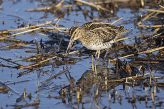 Common snipe (Gallinago gallinago) adult bird feeding on a worm on the edge of a reedbed, Norfolk,