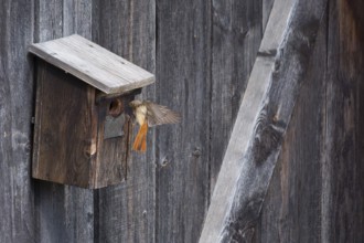 A redstart (Phoenicurus phoenicurus) female landing on a birdhouse, animal photo, bird, bird