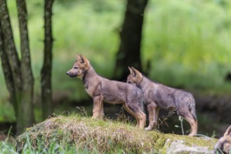 Two gray wolf pups (Canis lupus lupus) stand on a rock on a small hill at the edge of the forest