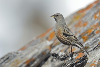 Alpine accentor (Prunella collaris) sits on a rock covered with red lichen in the high Alps, in the