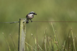 Red-backed shrike (Lanius collurio), Emsland, Lower Saxony, Germany