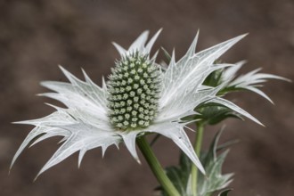 Ivory Man's Litter (Eryngium giganteum), Emsland, Lower Saxony, Germany