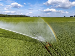 Artificial irrigation with a sprinkler system in a field where sugar beet is grown, near Rheurdt,