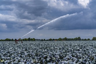Agriculture, artificial irrigation of a field, irrigation system, cabbage cultivation, red cabbage,