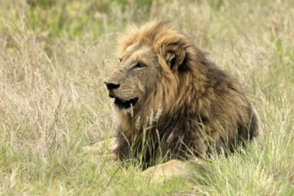 Lion (Panthera leo), male, portrait, alert, Kruger, Kruger National Park, South Africa