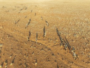 Gemsbok (Oryx gazella). Roaming an arid plain at the edge of the Namib Desert. Aerial view. Drone