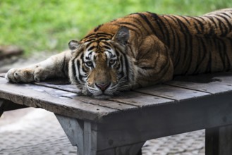 Tiger (Panthera tigris) Pattaya Thailand