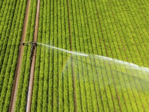Artificial irrigation with a sprinkler system in a field where carrots are grown, near Kerken, on