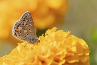 Common blue butterfly (Polyommatus icarus) adult insect feeding on a garden French marigold flower,