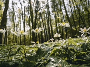 Wood anemone (Anemone nemorosa) against the light, Mecklenburg-Vorpommern, Germany