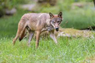 A gray wolf (Canis lupus lupus) crosses a a green meadow in a clearing on a cloudy day