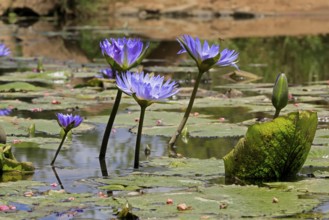 Cape water lily (Nymphea capensis), blooming, flower, blue, aquatic plant, Kruger, Kruger National
