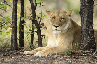 Lion (Panthera leo), female, portrait, alert, sitting, Kruger, Kruger National Park, South Africa