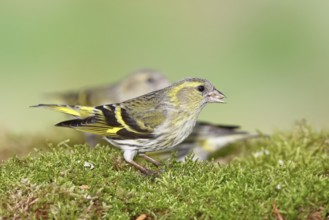Siskin (Carduelis spinus), female sitting on moss, mossy ground, Wilnsdorf, North Rhine-Westphalia,