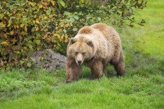 Eurasian Brown Bear (Ursus arctos arctos) walking on a meadow, Bavaria, Germany