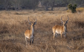 Letschwe or lychee moor antelope (Kobus leche), two animals in dry grass in the evening light,