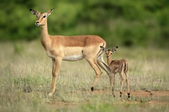 Black heeler antelope (Aepyceros melampus), impala, adult, female, young animal, mother with young