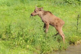 A female moose suckles her calf (Alces alces) on the bank of a shallow stream on a sunny day