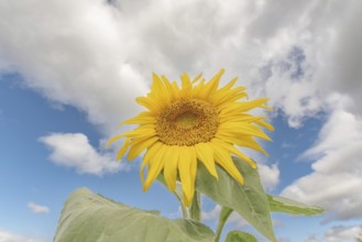 Een grote zonnebloem staat trots in een veld, met felgele bloemblaadjes die stralen in de zon. De