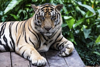 Tiger (Panthera tigris) Pattaya Thailand