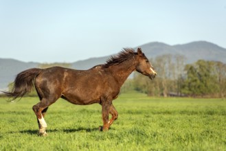 Een zwartbruin paard galoppeert snel over een groene graswei met een uitzicht op de bergen