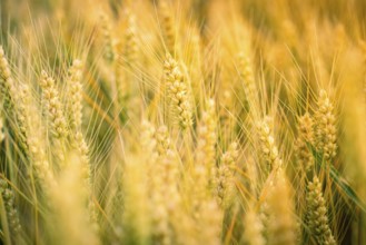 Wheat ears in full ripeness, flooded with warm light, Gechingen, Landkeis Calw, Germany