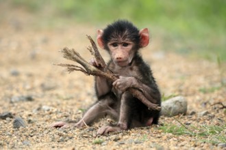 Bear baboon, chacma baboon (Papio ursinus), young, baby, sitting on ground, fragile, foraging,