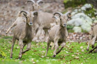 Barbary sheep (Ammotragus lervia) rams running over a meadow, Bavaria, Germany