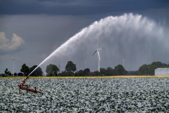 Agriculture, artificial irrigation of a field, irrigation system, cabbage cultivation, red cabbage,