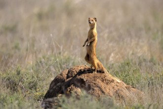 Fox mongoose (Cynictis penicillata), adult, standing upright, alert, on termite mound, Mountain