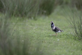 Ruff (Philomachus pugnax) in a meadow, Texel, North Holland, Netherlands