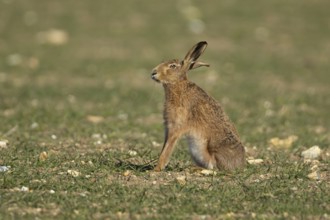 European brown hare (Lepus europaeus) adult animal in a farmland field in springtime, England,