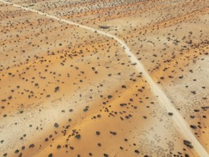 Gravel road in the Kalahari Desert with its linear sand dunes grown with camelthorn trees