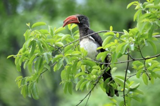 South African crowned hornbill (Lophoceros alboterminatus suahelicus), adult, on tree, alert,
