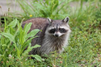 An adult raccoon (Procyon lotor) stands in a flowering meadow in search of food