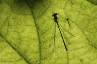 Common blue damselfly (Enallagma cyathigerum) silhouette of an adult insect resting on a plant leaf