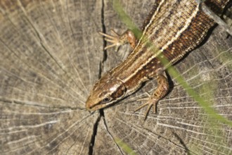 Common lizard (Zootoca vivipara) adult reptile resting on a tree stump, England, United Kingdom